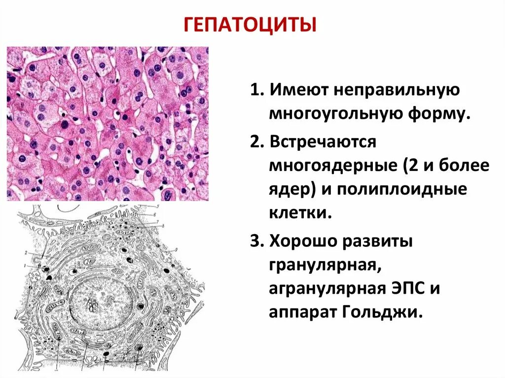 Клетки печени человека. Гепатоциты печени гистология. Гепатоцит строение гистология. Клетки печени гепатоциты. Гепатоциты строение и функции.