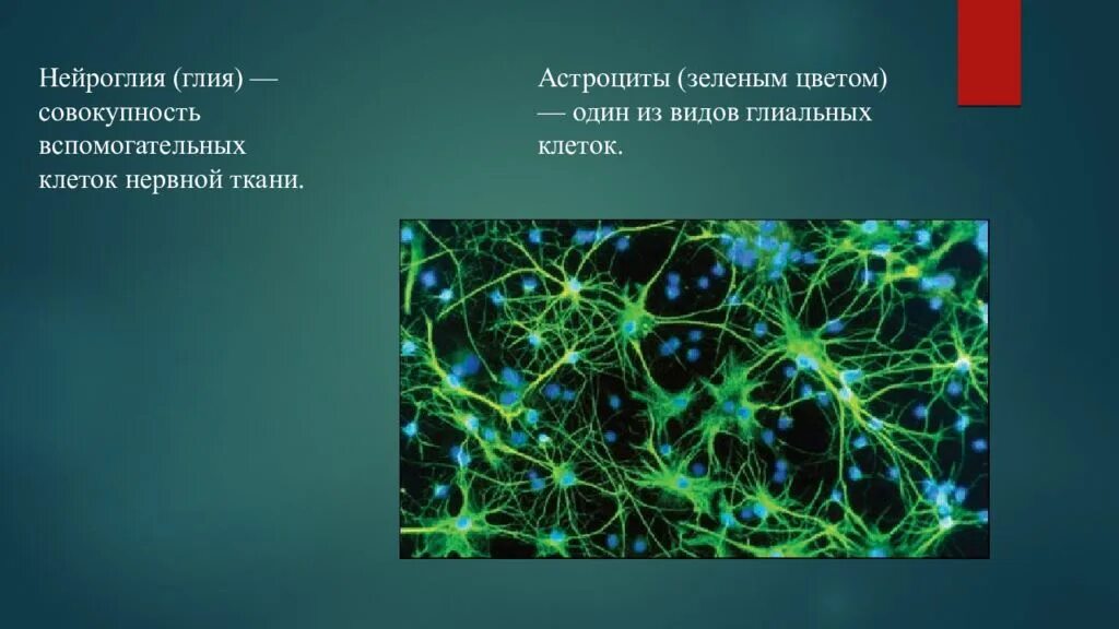 Вспомогательные нервные клетки. Глиальные клетки астроциты. Клетки нервной ткани астроциты. Клетки глии астроциты. Нейроглия астроциты.