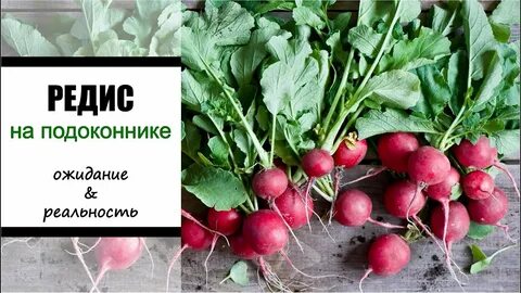 Редиска сколько