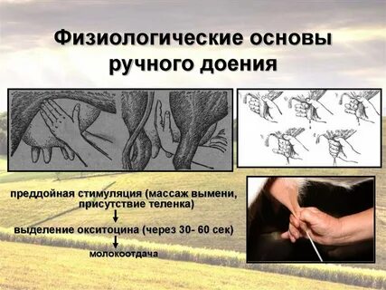 Физиологические основы массажа
