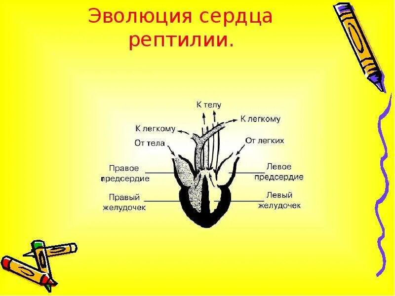 Сердце рептилий состоит. Строение сердца рептилий. Эволюция сердца. Сердце пресмыкающего. Сердце позвоночных животных.