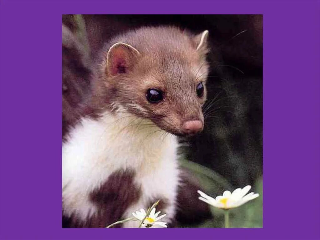 Ласка текст. Горностай. Информация про ласку животное. Проект на тему ласка. Доклад про ласку.