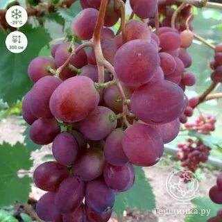 Саженцы винограда почтой наложенным