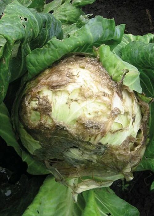 будем заболевание капусты. будем заболевание капусты. бактериоз на пекинской капусте. слизистый бактериоз капусты. будем заболевание капусты.