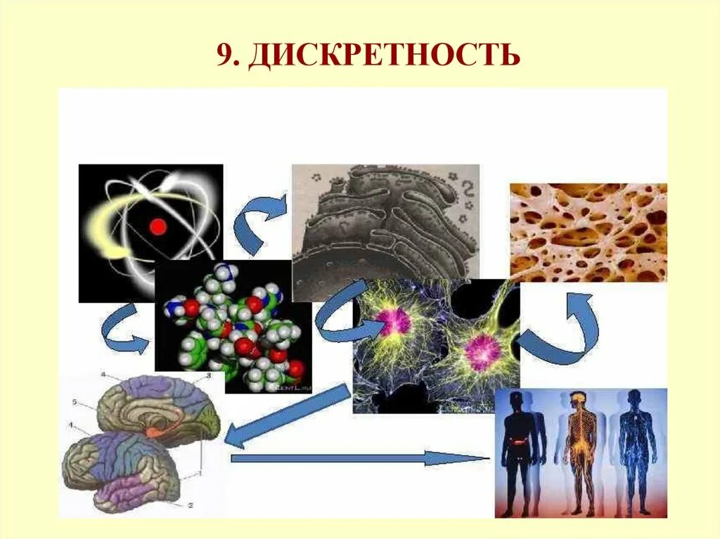 Дискретность живых организмов это. Дискретность организма. Дискретность живых организмов биология. Дискретность это в биологии.