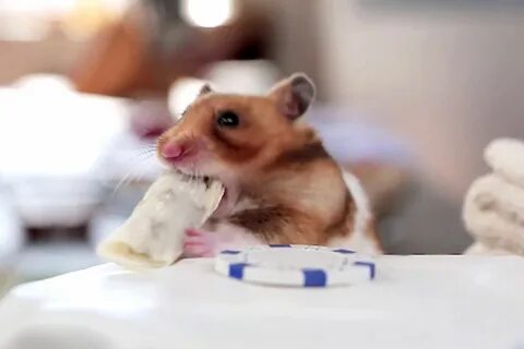Хомяк ест мясо
