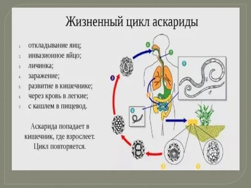 Рисунок жизненный цикл. Цикл аскариды промежуточный хозяин. Стадии жизненного цикла аскариды. Цикл развития круглых червей. Аскаридоз цикл развития.