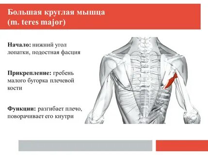 Круглая мышца где