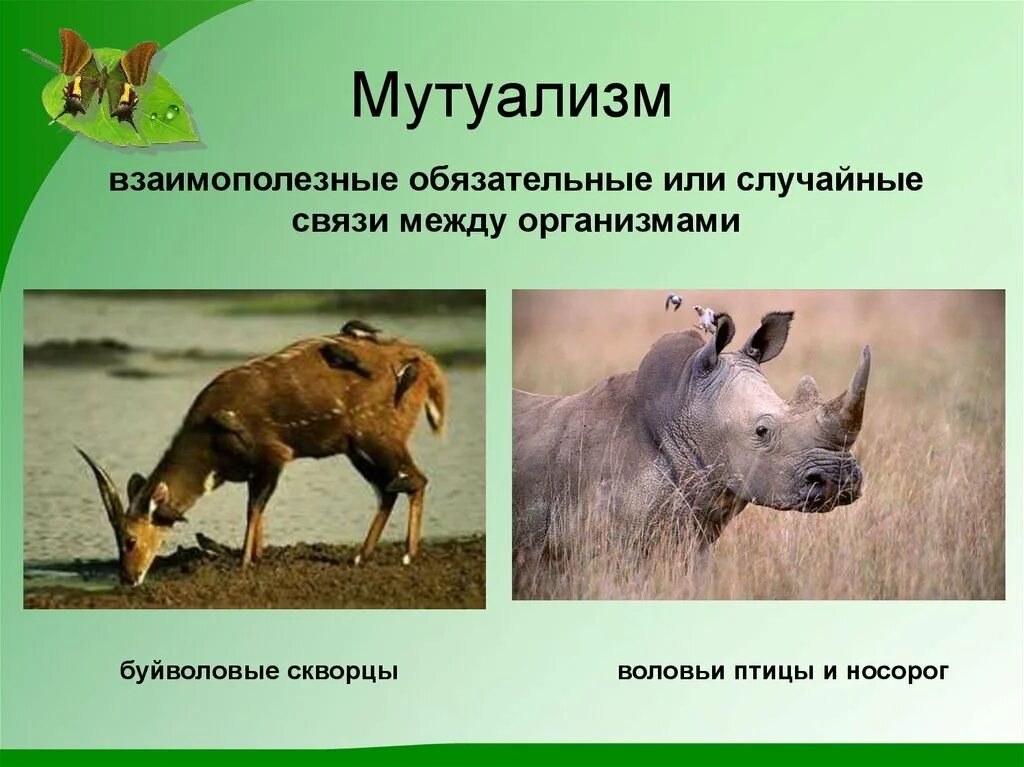 Носорог и воловья птица тип взаимоотношений. Мутуализм мутуализм. птица носорог. воловьи птицы и носорог. носорог и птица симбиоз.