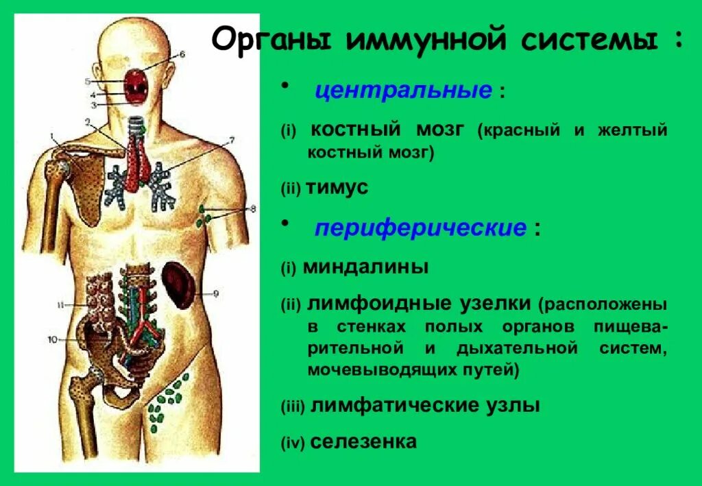 Иммунная система человека. Центральные органы иммунной системы. Костный мозг Центральный орган иммунной системы. Центральные и периферические органы иммунной системы схема. Красный костный мозг расположен иммунная система. Иммунный центр