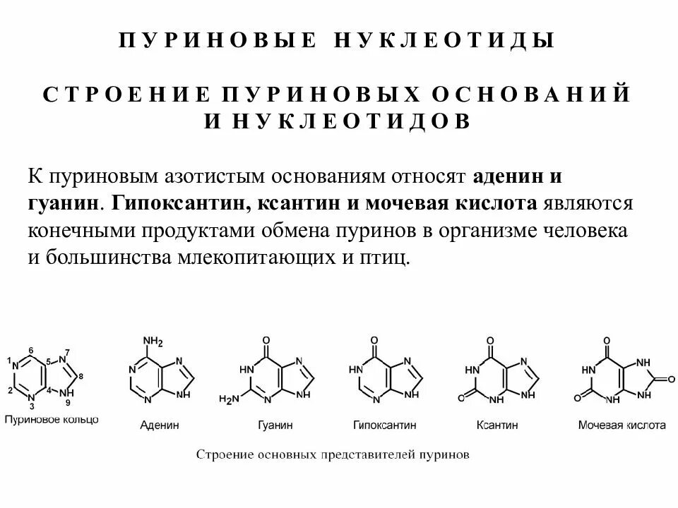 Пуриновыми нуклеотидами являются