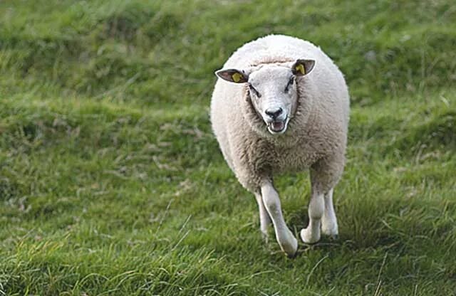 When the sheep
