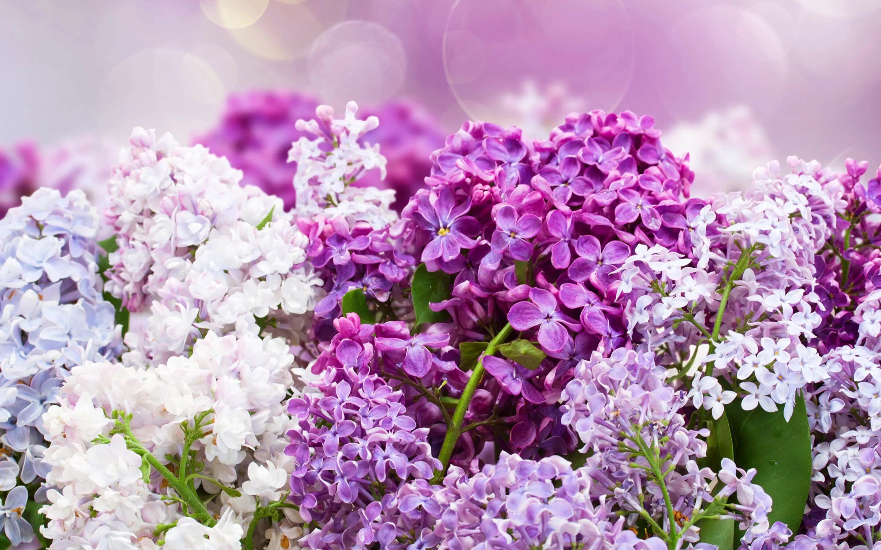 Видеть во сне сирень цветущую. Цветы сирени. лиловая сирень. цветущая сиреневая сирень. сирень белая и сиреневая.