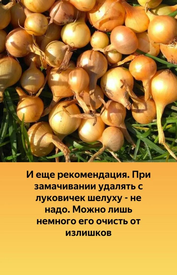 Надо ли замачивать лук севок перед посадкой. Лук севок. Лук севок замоченный. Лук севок урожай. Замочить лук перед посадкой.