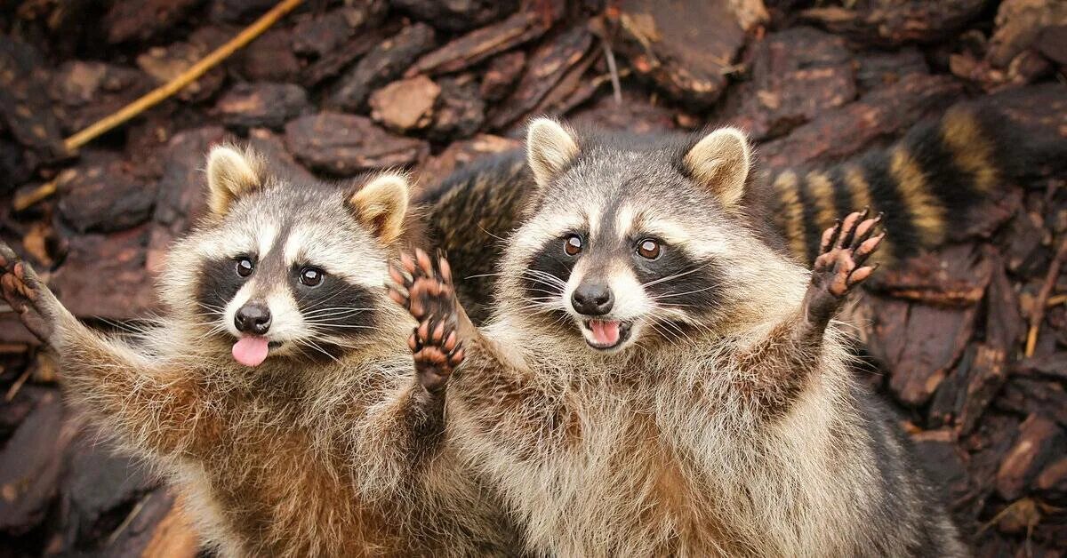 Какой звук енот. Енот полоскун улыбается. Биохимический критерий енота полоскуна. Енот звуки паники. Бурый енот.