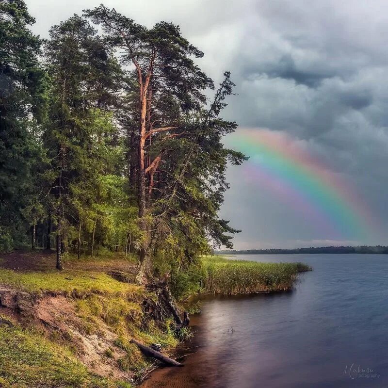 Радужный лес. Белорусия лесные озёра радуга. река радуга ленобласть. радуга над рекой. радуга над озером.