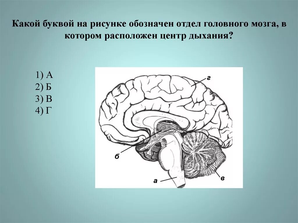 Какие рефлексы обеспечивает головной мозг. Центр защитных рефлексов головной мозг. Отделы головного мозга и центры регуляции. Отдел головного мозга в котором расположен центр регуляции. Головной мозг рисунок.