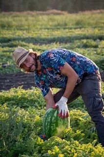 Бахча курск