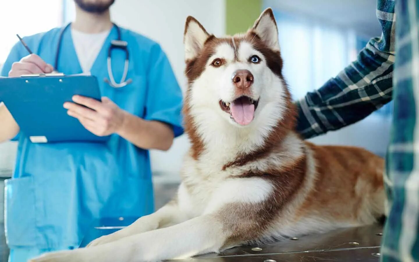 Pet clinic. Ветеринар. Ветеринар с собакой. Терапия животных. Клиника для животных.