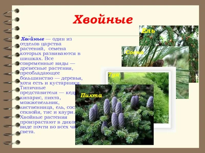 Картинки ТАБЛИЦА ГОЛОСЕМЕННЫЕ РАСТЕНИЯ