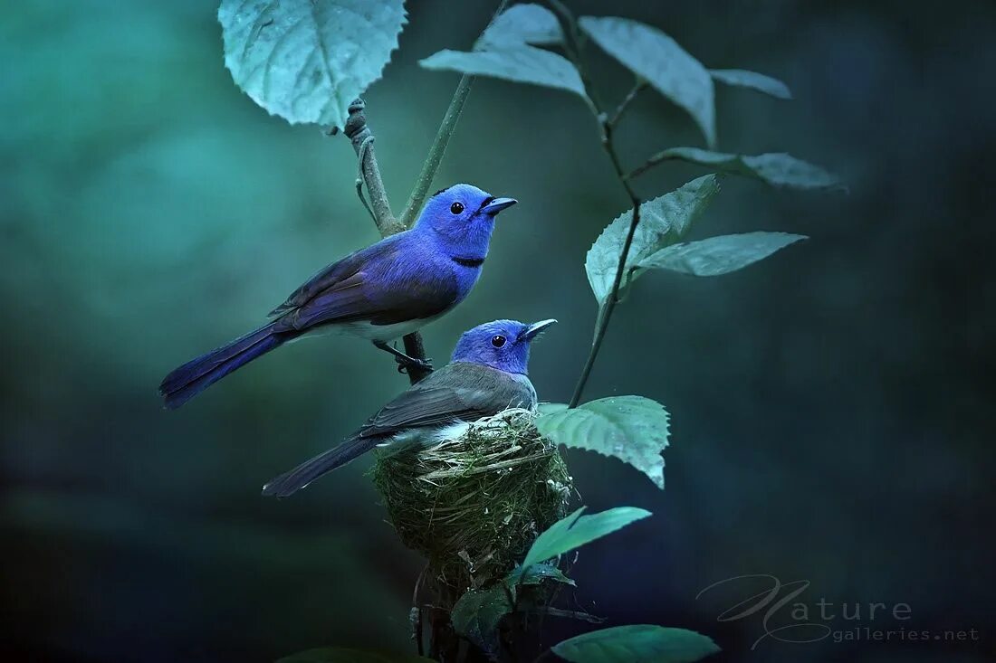 Две синие птицы. Красивые птицы. Голубая птица. Синяя птичка. Синяя птица в природе.