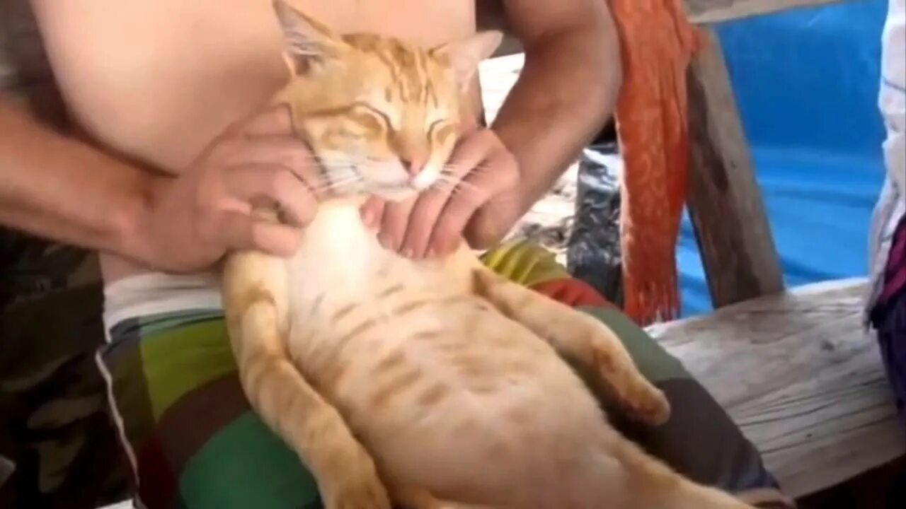 Почему коты массажируют