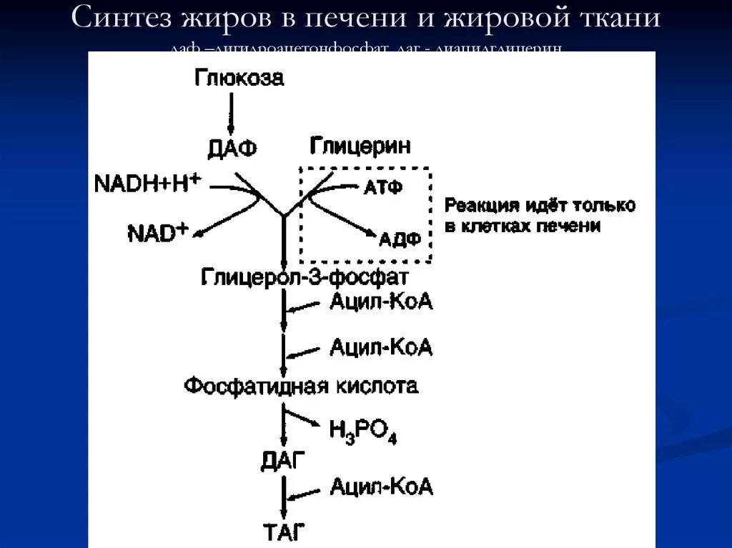 Синтез жиров происходит. Схема синтеза жиров в печени биохимия. Синтез жиров из углеводов биохимия. Синтез жиров биохимия реакции. Синтез жира из углеводов биохимия.