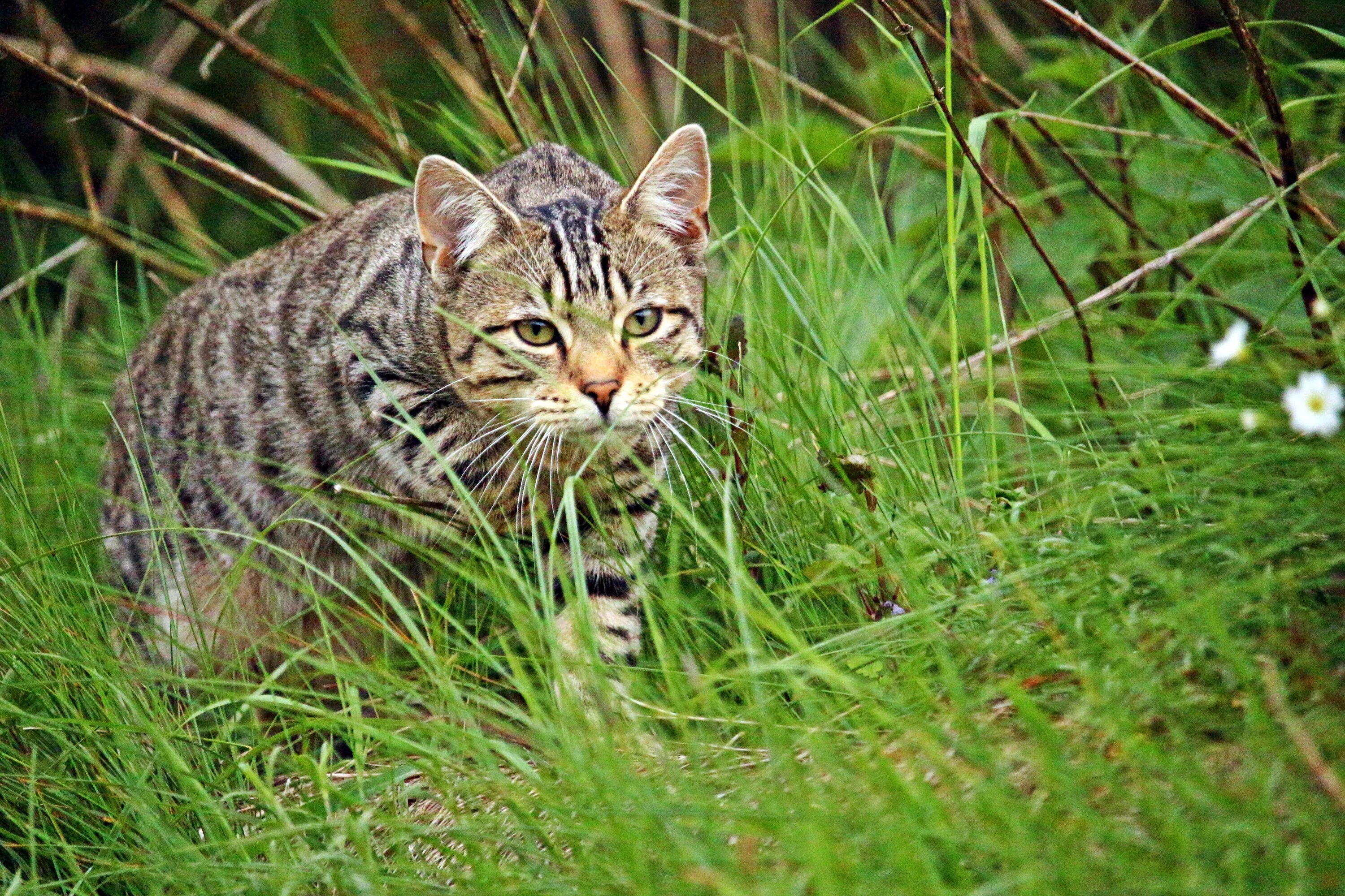 X in cat tiger