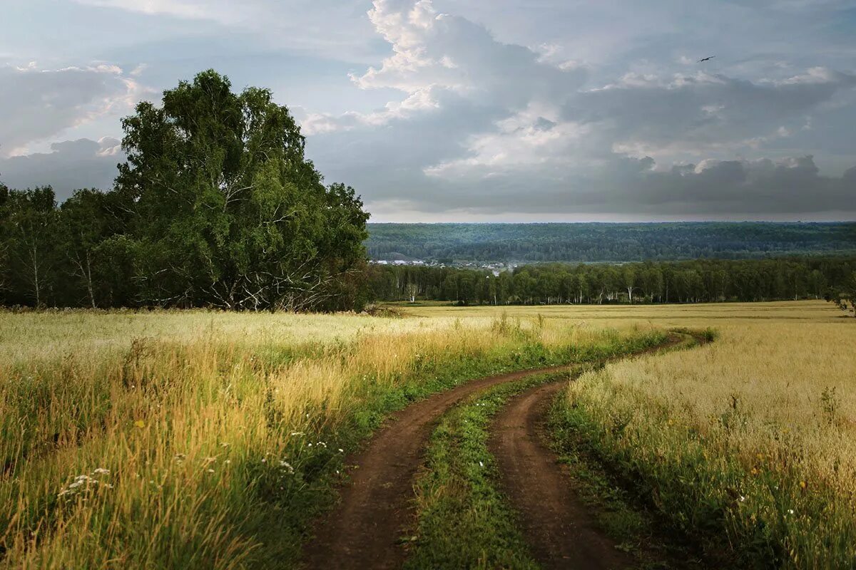 Пейзажи средней полосы России. Русская природа. Российский пейзаж. Русское поле.