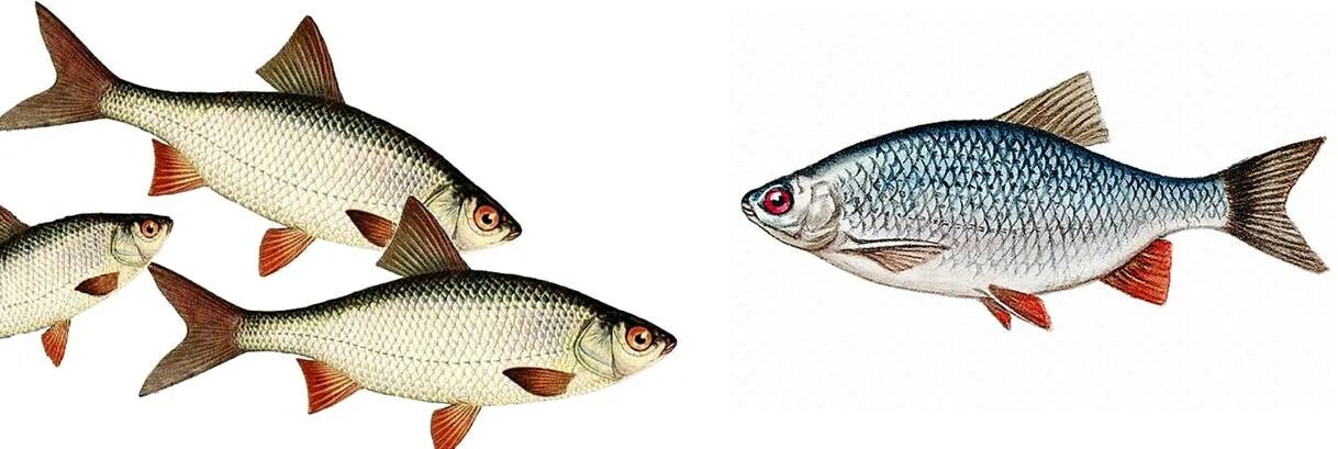 Плотва 7 букв. Плотва 7 букв. Тарань азовская. Краснопёрка рыба. Вобла рыба.