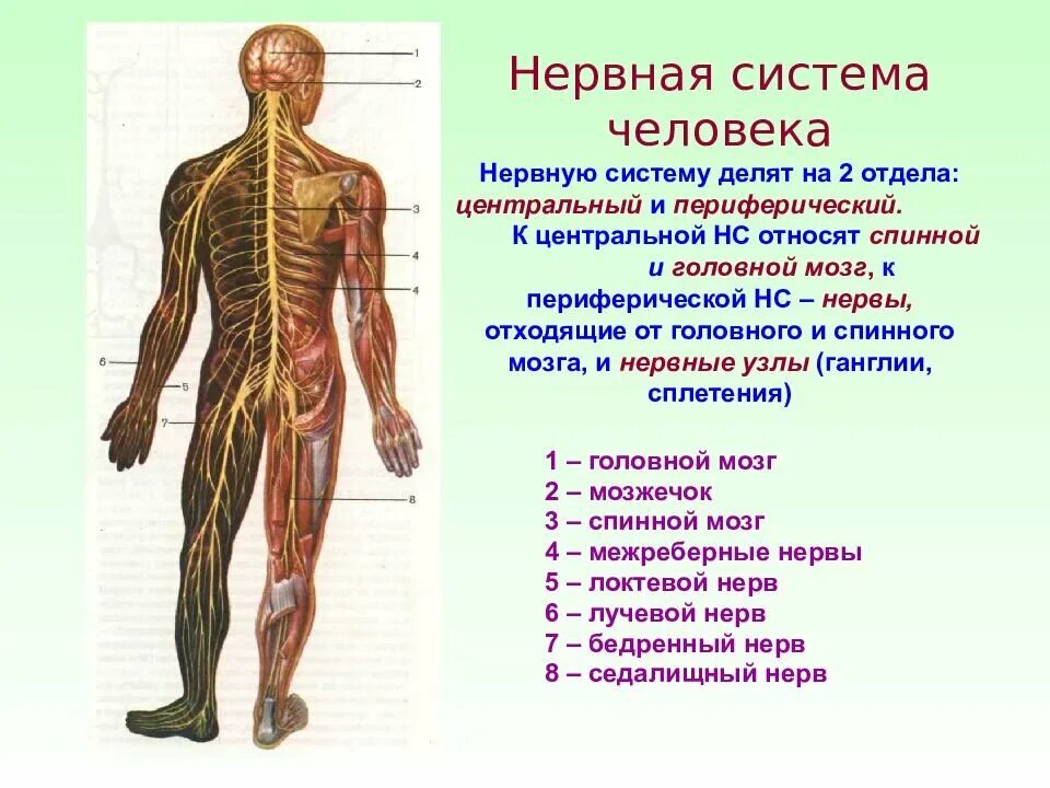 Он отличается большой и состоит из отделов. Строение нервной системы нервная система ЦНС периферическая. Физиологическое деление нервной системы. ЦНС периферическая нервная система структура. Система органов человека нервная система.