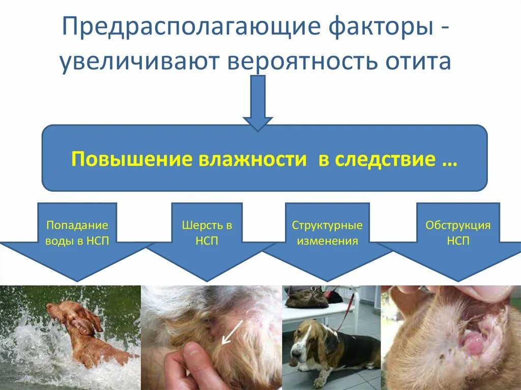 Предрасполагающие факторы отита. Фактор, предрасполагающий к развитию отита. Диффузные факторы