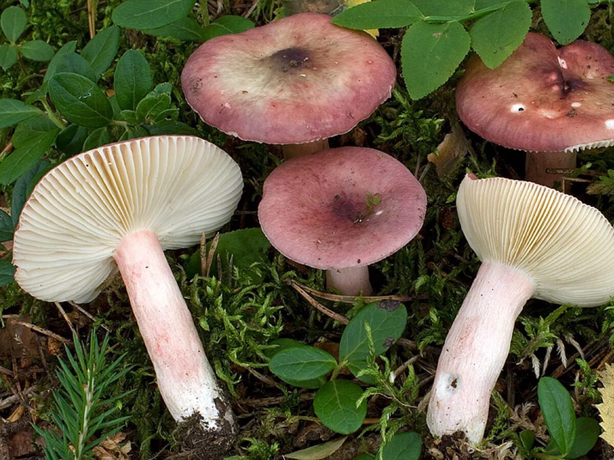 Сыроежка кроваво-красная. Сыроежка презентация. Сыроежка розовая съедобная. Сыроежка кроваво-красная. Сыроежка остропластинчатая.