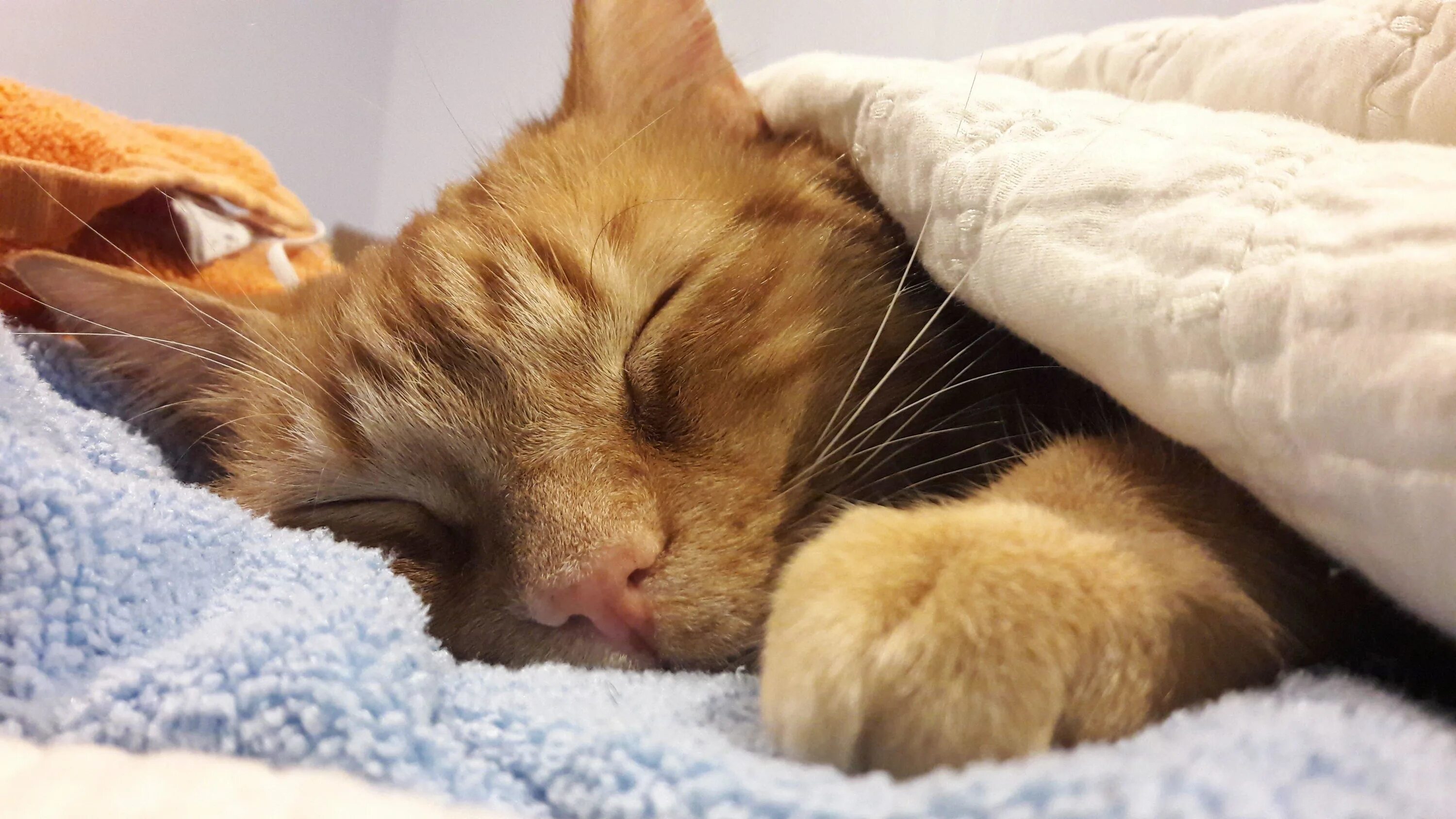 девушка спит. сладких ложусь спать. сладких ложусь спать. спать картинки прикольные. зайка в кроватке.