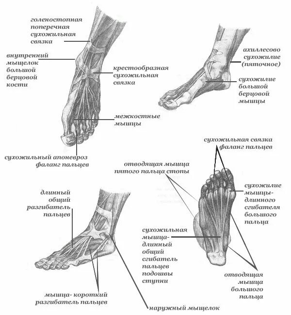 Название частей стопы. Нога анатомия строение стопа. Сухожилия стопы анатомия человека рисунок. Анатомия подошвы стопы человека. Строение стопы человека схема с описанием.