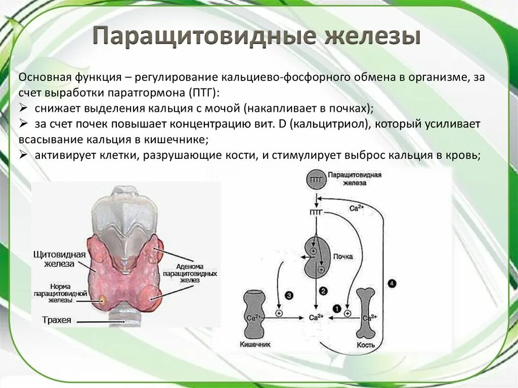 Паращитовидная железа анатомия. Паращитовидной железы подготовка. Аденома паращитовидной железы офэкт. Паращитовидная железа строение. Паращитовидная железа расположение.