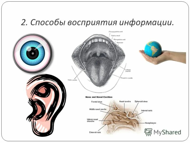 Средства восприятия информации. Способы восприятия информации. способы восприятия информации человеком. способы восприятия человека. схема восприятия информации человеком.