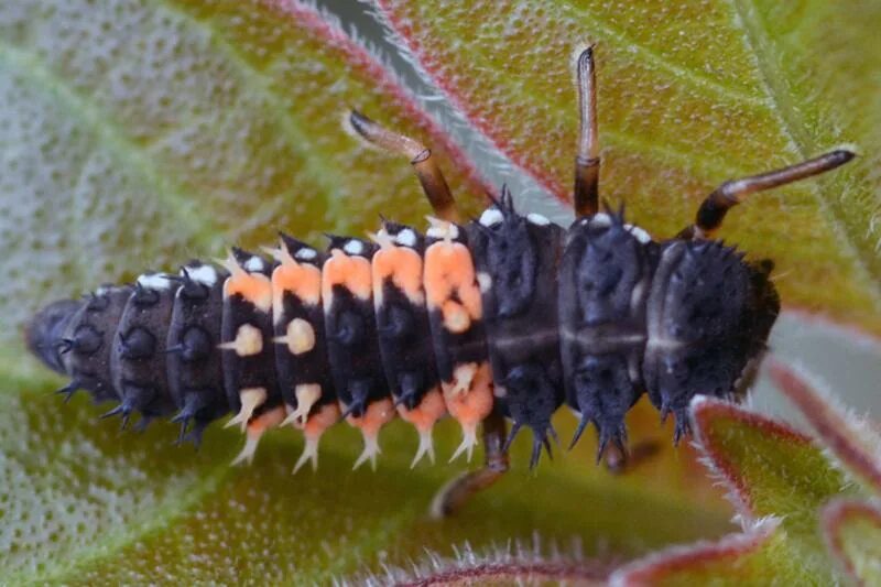 File:Carabidae sp. (26330678515).jpg - Wikimedia Commons
