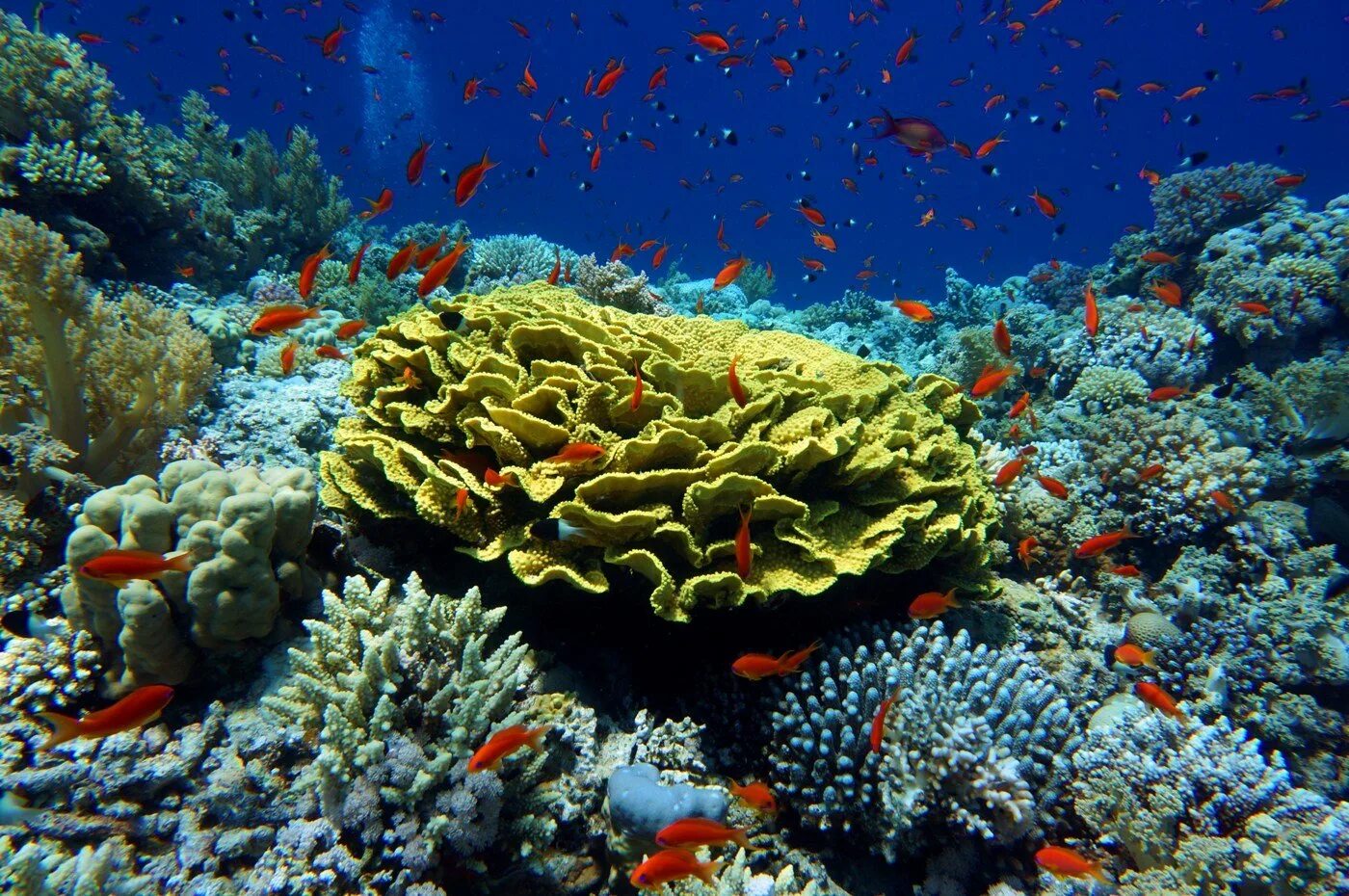 Coral reef s. Риф Шарм-Эль-Шейх. Коралловые рифы красного моря. Красное море риф Шарм Эль Шейх. Морской парк на рифах Туббатаха.