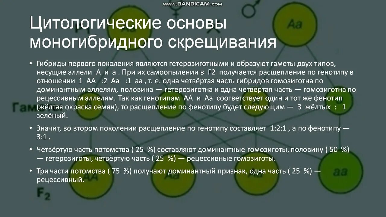 Закономерности наследования признаков 10 класс биология. Основы моногибридного скрещивания. Цитологические основы моногибридного скрещивания схема. Цитологические основы моногибридного скрещивания. Цитологические основы наследования.