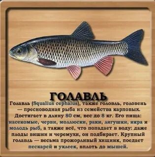Семейство 4 буквы