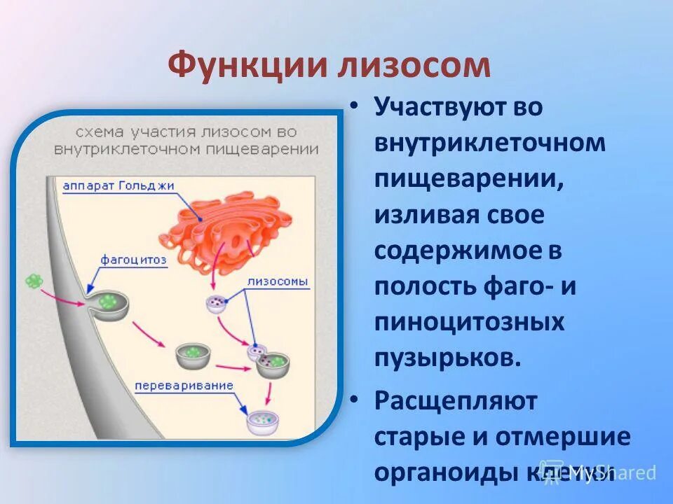 Лизосома функции органоида. Функции органиодов лизосом. Строение органоида лизосомы. Функции лизосом переваривание. Пищеварительный органоид клетки