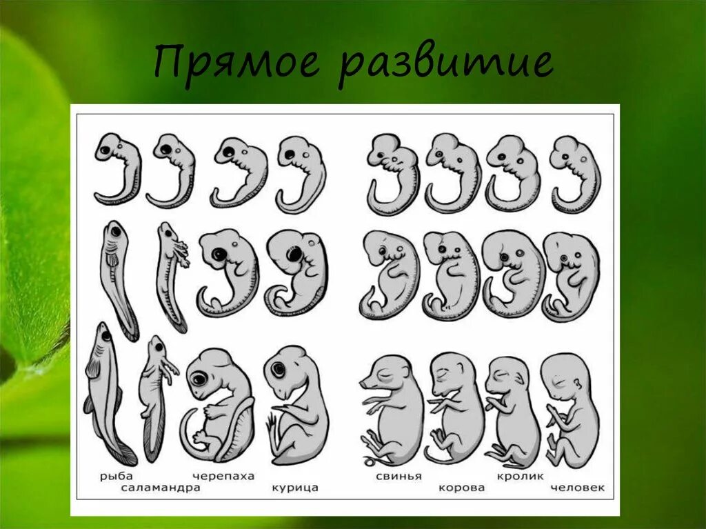 Прост и равзитие животных. Развитие животных. Стадии развития животных. Фазы роста и развития у животных.