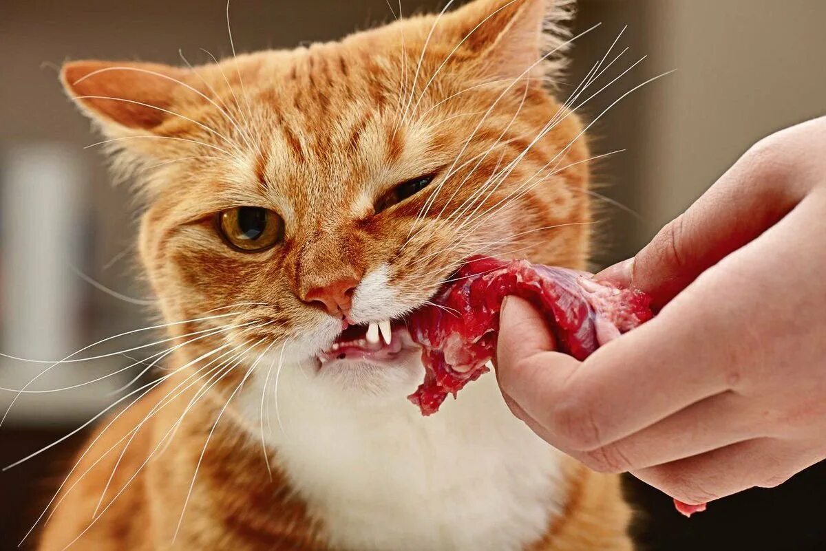 Можно котам сырое мясо