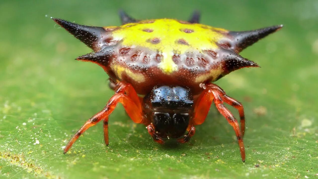 Стрекоза бродяжка рыжая. 10 самых насекомых. Дальневосточный шершень. 10 самых насекомых. Гигантский жук дровосек титан.