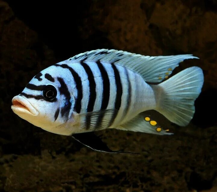 Meiacanthus grammistes "Striped Blenny", Captive Bred Shop  O