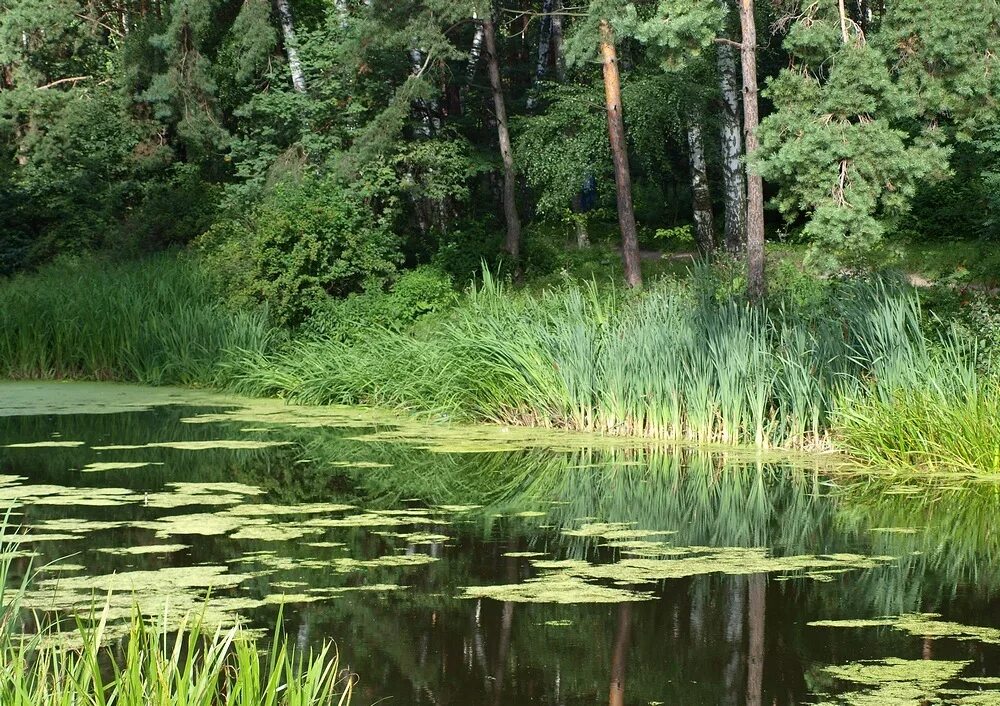 Извилистая река. Протоки реки. Небольшой речной проток соединяющий два водоема. Что такое приток реки определение. Река впадающая в главную реку.