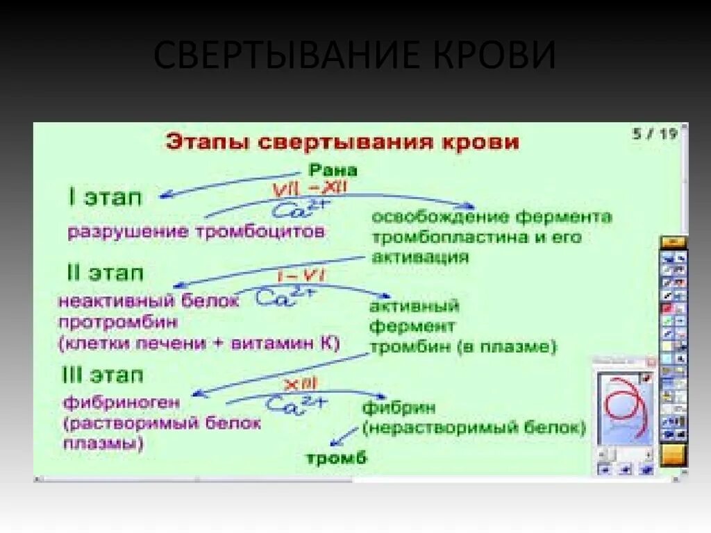 Формирование тромба взаимодействие тромбина с фибриногеном разрушение