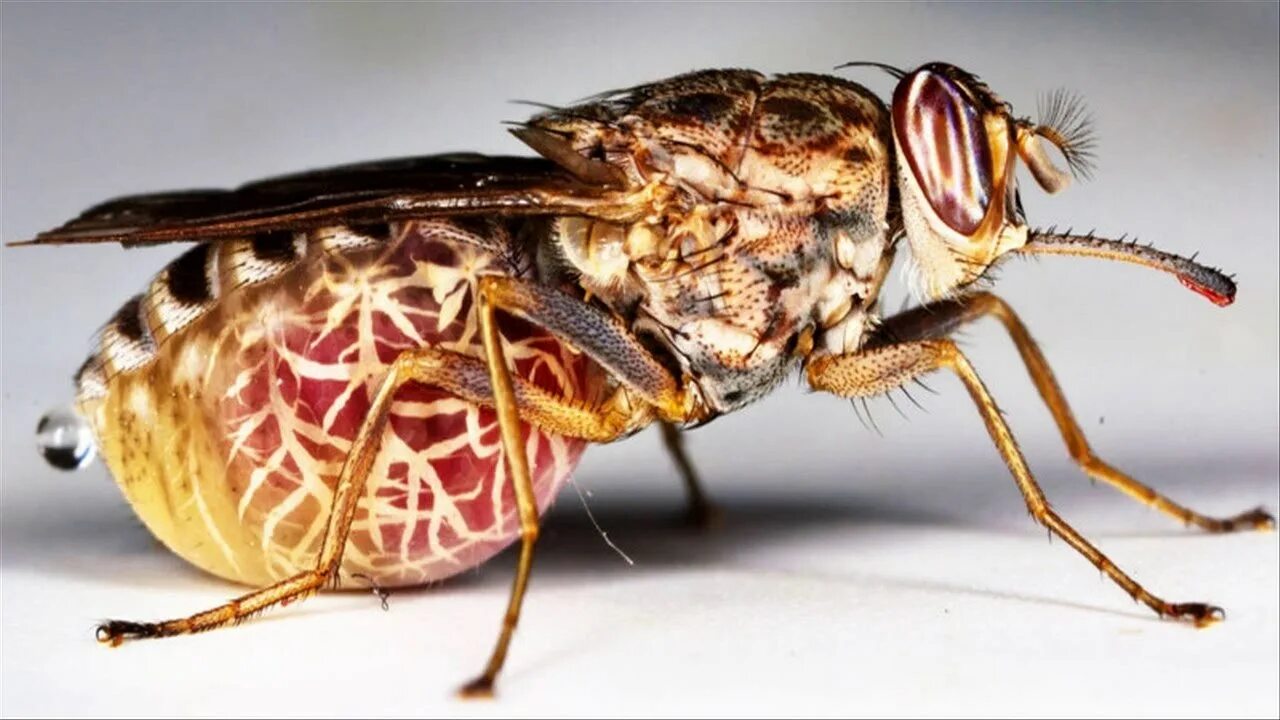 Meet the planet's 'vampire' bugs which spend every waking moment looking for way