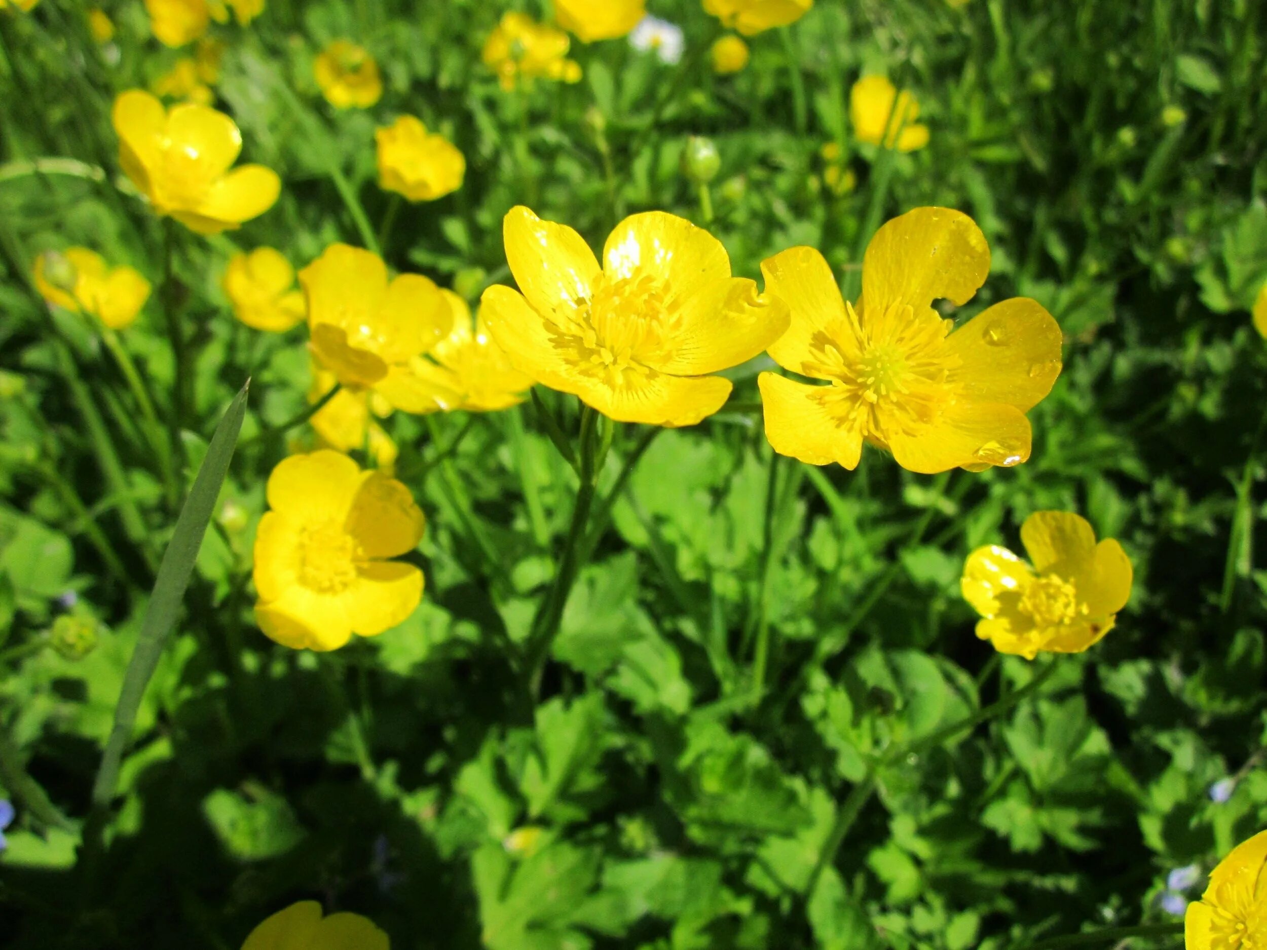 Лютик Луговой. Ranunculus Acris Лютик едкий. Лютик едкий и Лютик Луговой. Лютик едкий – Ranunculus Acris l..